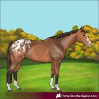 Horse Color:Bay Appaloosa 