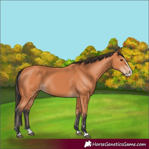 Horse Color:Bay Splash