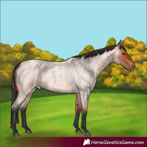 Horse Color:Bay Roan 