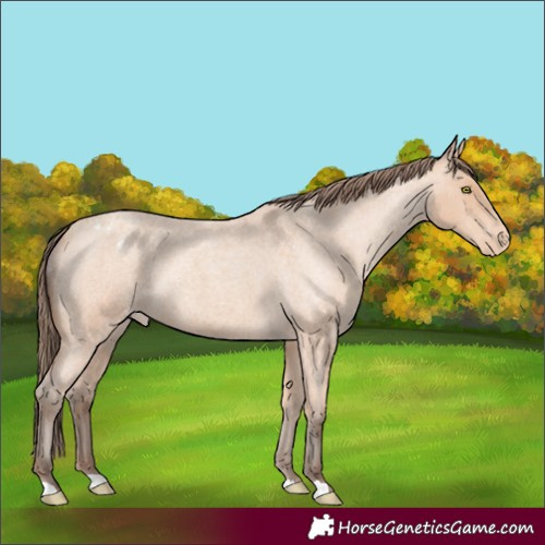 Horse Color:Amber Champagne Roan Appaloosa Rabicano 