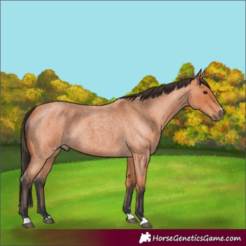 Horse Color:Bay Roan