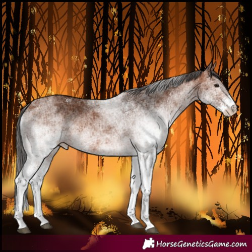 Horse Color:White Spotted Bay Rabicano 