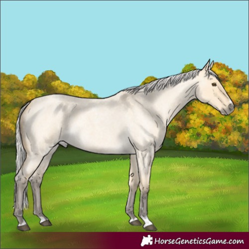 Horse Color:Silver Buckskin Roan Dun 