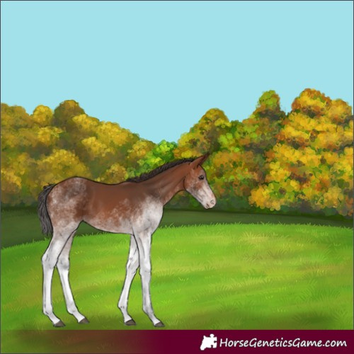 Horse Color:White Spotted Bay Appaloosa Rabicano 