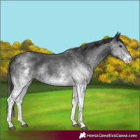 Horse Color:White Spotted Black Rabicano