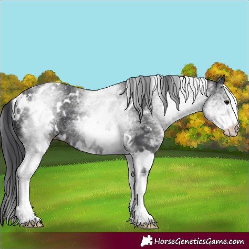 Horse Color:White Spotted Black 