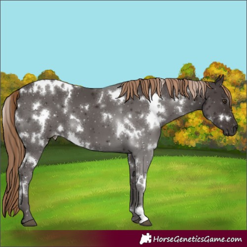 Horse Color:White Spotted Liver Chestnut 
