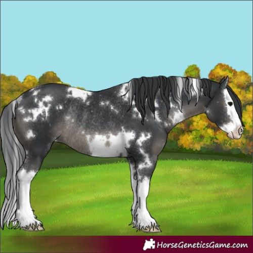 Horse Color:White Spotted Black Splash Rabicano 