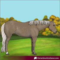 Horse Color:Silver Smoky Black 
