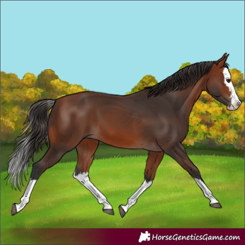 Horse Color:Bay Splash 