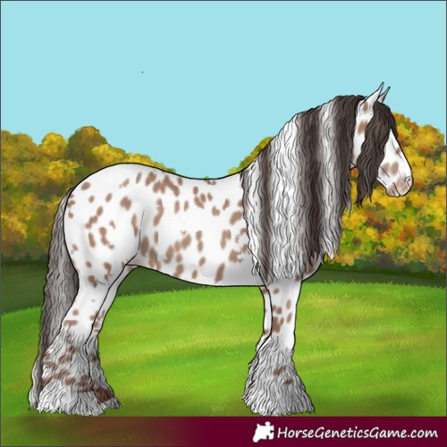Horse Color:White Spotted Classic Champagne Appaloosa