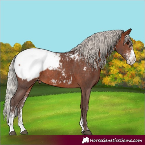 Horse Color:Silver Brown Sabino Appaloosa 