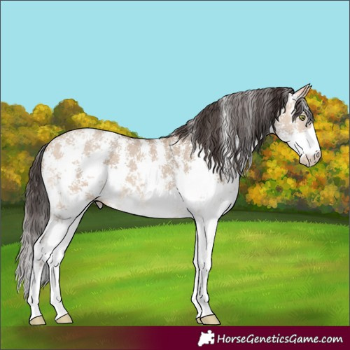 Horse Color:Amber Champagne Dun Sabino 