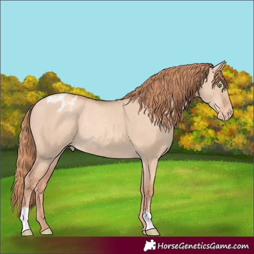 Horse Color:Gold Champagne Dun Appaloosa Rabicano