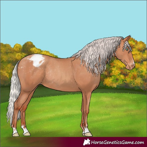 Horse Color:Silver Amber Champagne Appaloosa Rabicano