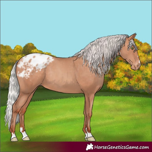 Horse Color:Silver Amber Champagne Appaloosa Rabicano