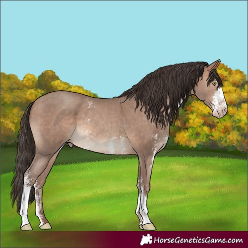 Horse Color:Sable Champagne Sabino