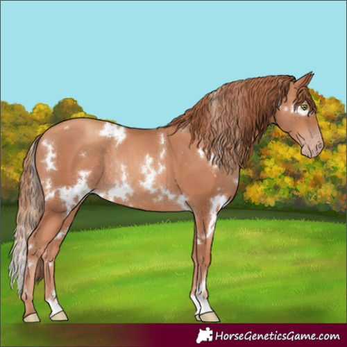 Horse Color:White Spotted Gold Champagne Rabicano 