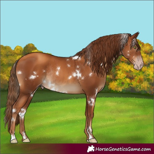 Horse Color:Gray White Spotted Gold Champagne Rabicano 