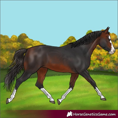 Horse Color:Bay Splash