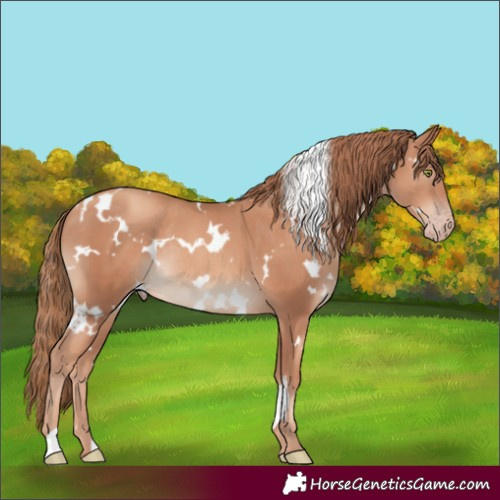 Horse Color:White Spotted Gold Champagne Rabicano 