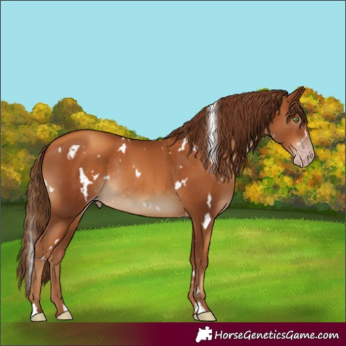 Horse Color:Gray White Spotted Gold Champagne Rabicano 