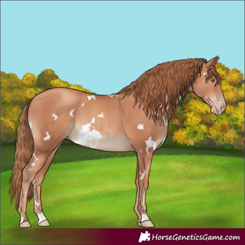 Horse Color:White Spotted Gold Champagne Rabicano 