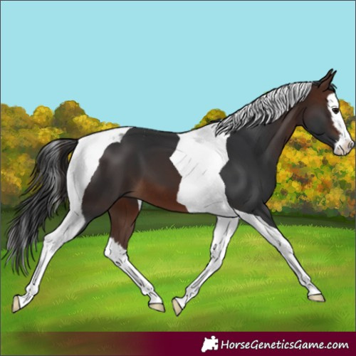 Horse Color:Brown Splash Tobiano