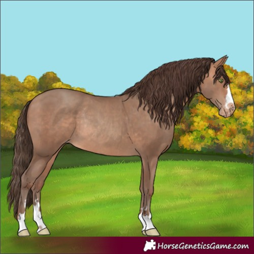 Horse Color:Amber Champagne Appaloosa Rabicano
