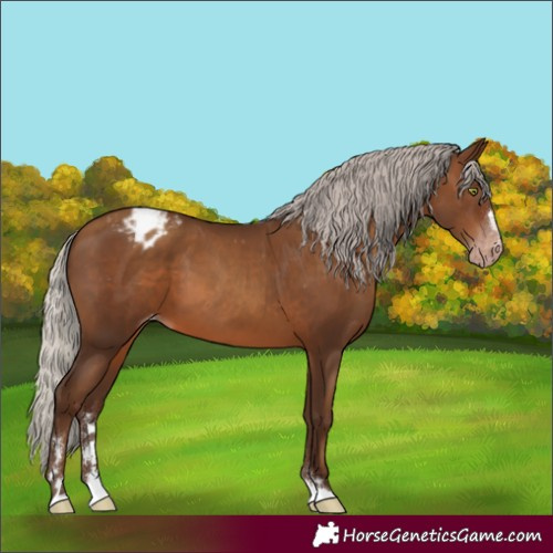 Horse Color:Gray Silver Sable Champagne Appaloosa 