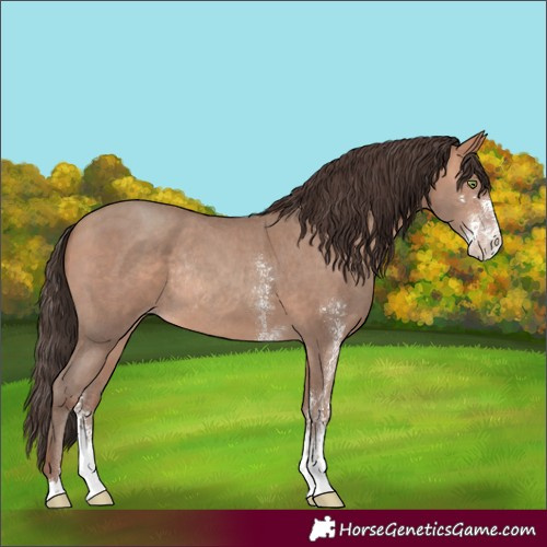 Horse Color:Amber Champagne Sabino Rabicano 