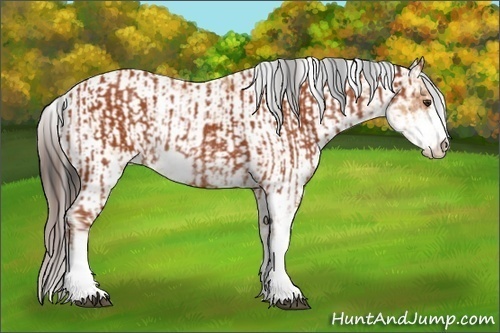 Horse Color:Bay Sabino Rabicano and Amber Champagne Sabino Rabicano