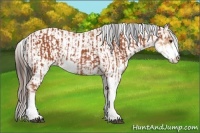 Horse Color:Bay Sabino Rabicano and Amber Champagne Sabino Rabicano
