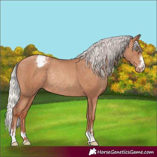 Horse Color:Silver Sable Champagne Appaloosa Rabicano 