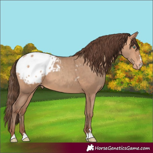 Horse Color:Amber Champagne Appaloosa 