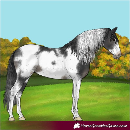 Horse Color:Black Tobiano Frame 