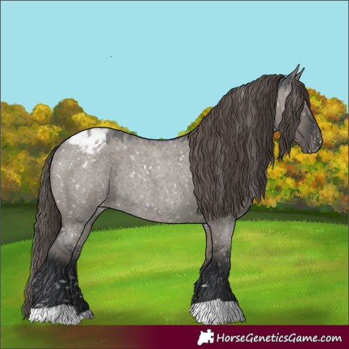 Horse Color:Grullo Roan Appaloosa Rabicano