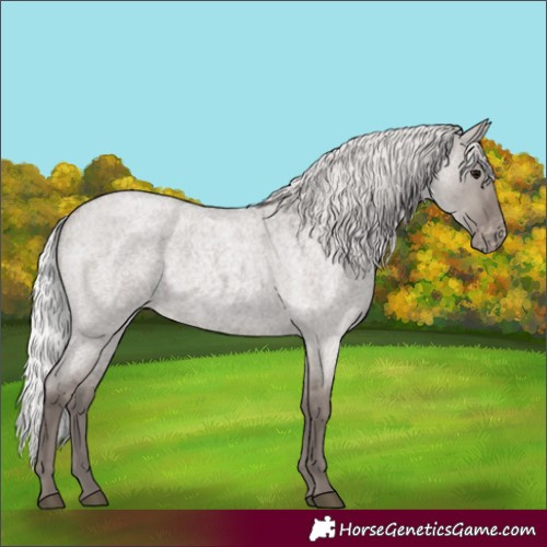 Horse Color:Platinum Silver Grullo Roan Appaloosa 
