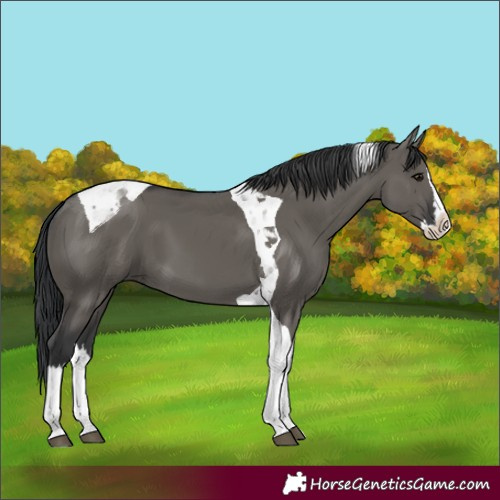 Horse Color:Grullo Splash Tobiano