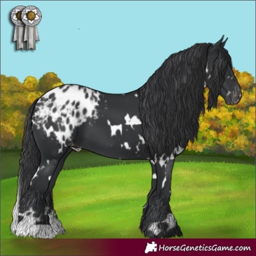 Horse Color:White Spotted Black Appaloosa 
