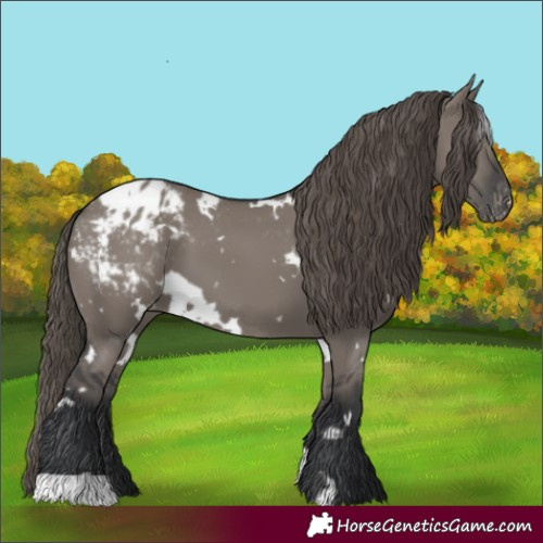 Horse Color:White Spotted Grullo Appaloosa