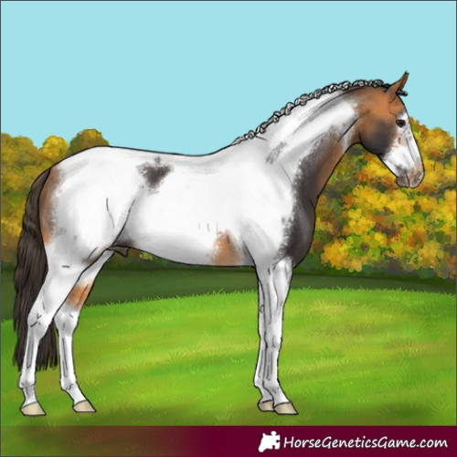 Horse Color:Buckskin Tobiano Frame 