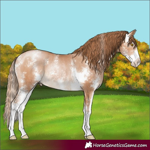Horse Color:Bay Pearl Sabino Rabicano 