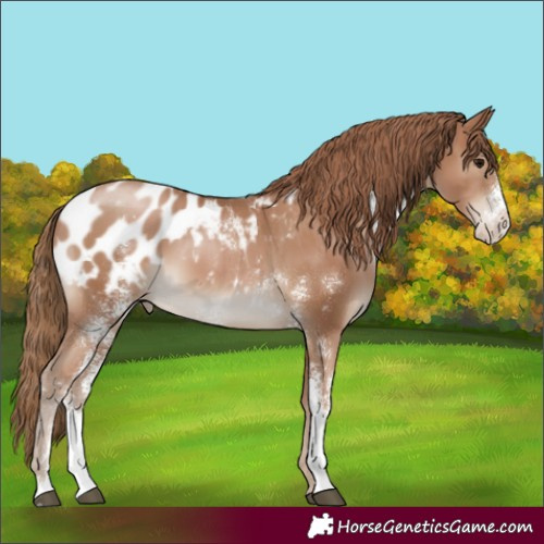 Horse Color:Black Pearl Sabino Appaloosa 