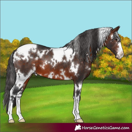 Horse Color:White Spotted Brown 