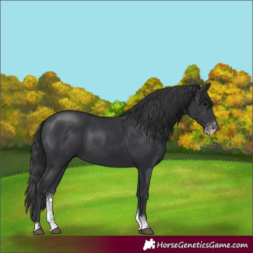 Horse Color:Black Sabino 