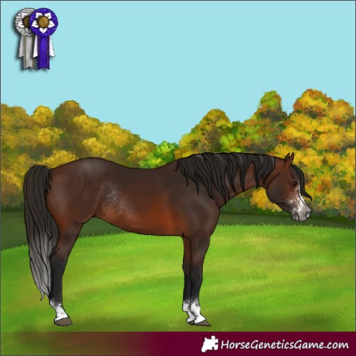 Horse Color:Gray Bay Sabino Rabicano