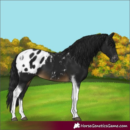 Horse Color:Gray Buckskin Tobiano Appaloosa 