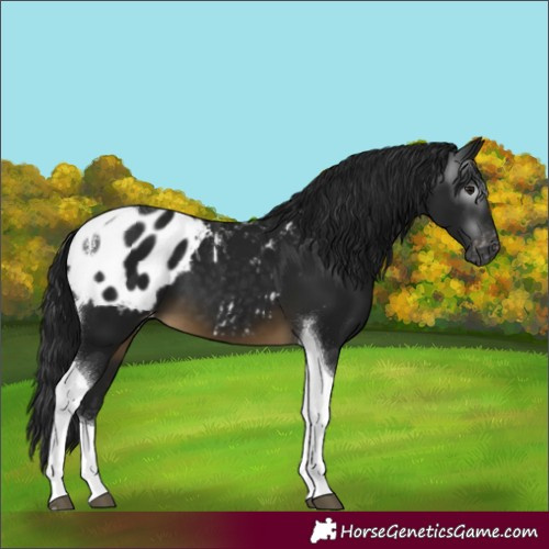 Horse Color:Gray Buckskin Tobiano Appaloosa