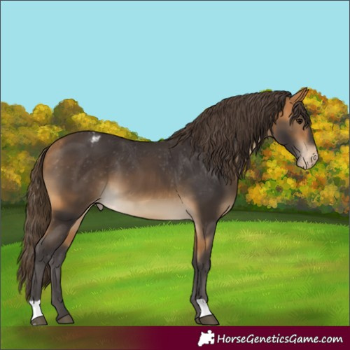 Horse Color:Buckskin Appaloosa 
